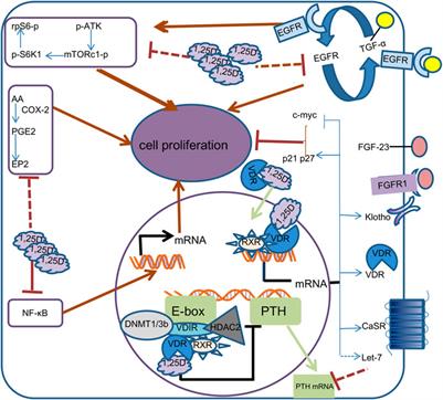 Mechanism of calcitriol regulating parathyroid cells in secondary hyperparathyroidism